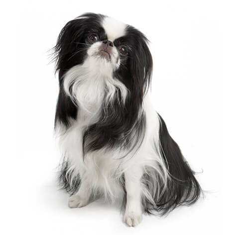 Japanese chin store mixed with chihuahua